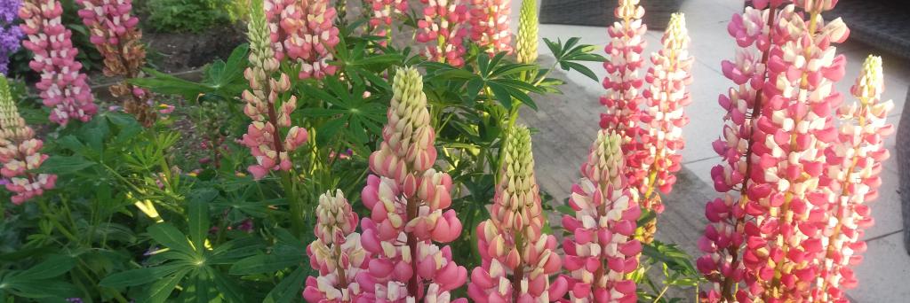 Margriet49 banner