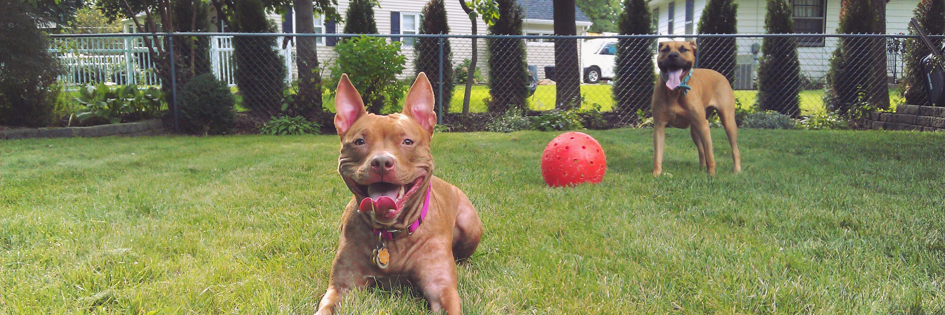 ZoeThePibble's profile banner image