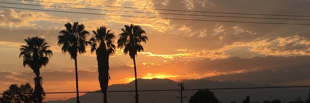 tulipfields_'s profile banner image