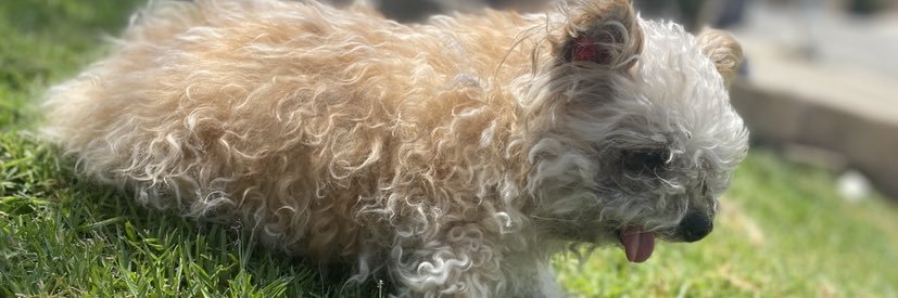 hammy_sami's profile banner image