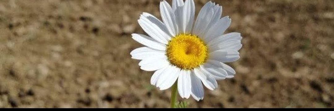 ขนมเปียกปูนเองจ้า #ชุมพรละแมรับงานหลังสวน banner