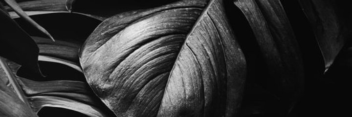 ICAN banner