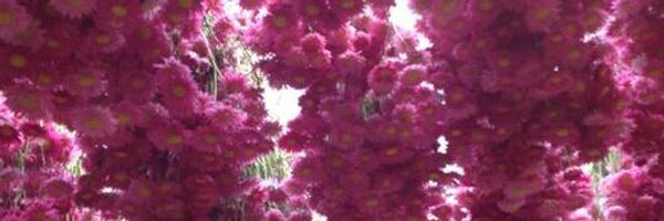 LeaskMegan Profile Banner