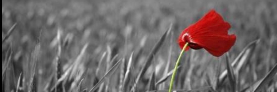 Danielle Connelly banner