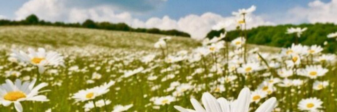 CamiSaravia13's profile banner image