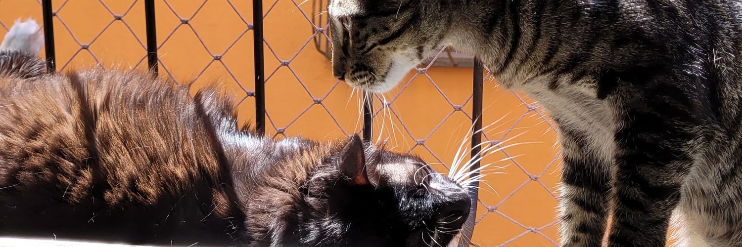 Dr. Bonitinho banner