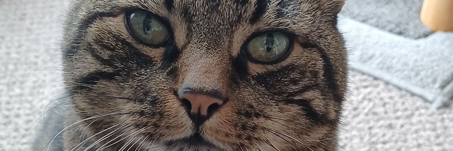 thankyoudarling's profile banner image