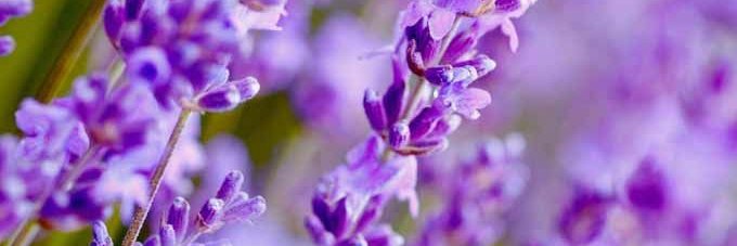 🐝 banner