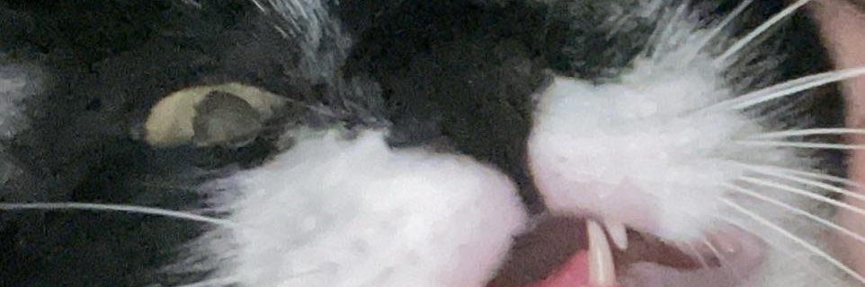 zefrox 🏳️‍🌈🇵🇸 banner