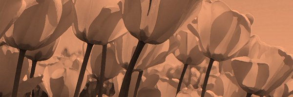 JenGoldmanMD Profile Banner