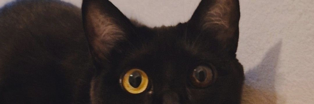 camissideb's profile banner image