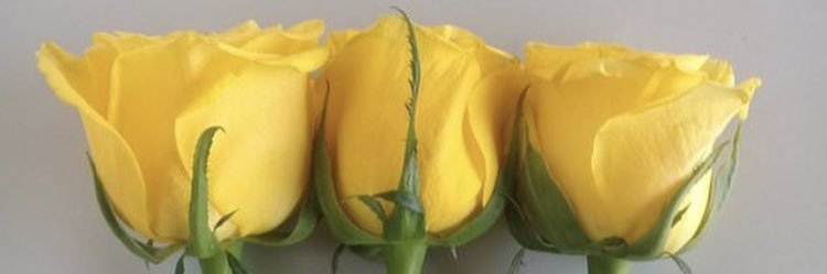 بيدوو /🌻 banner