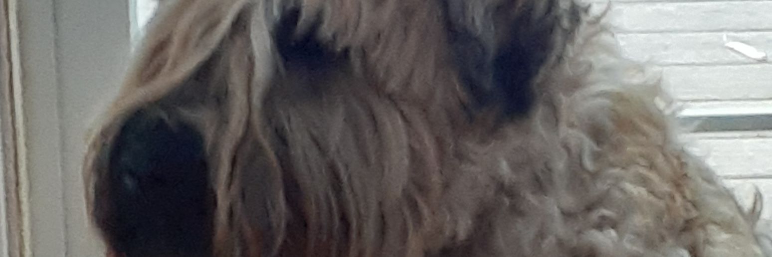Lefebl's profile banner image