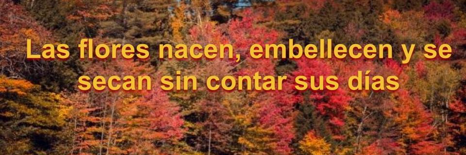 Maria Mir-Rocafort. Condesa de Triago. banner