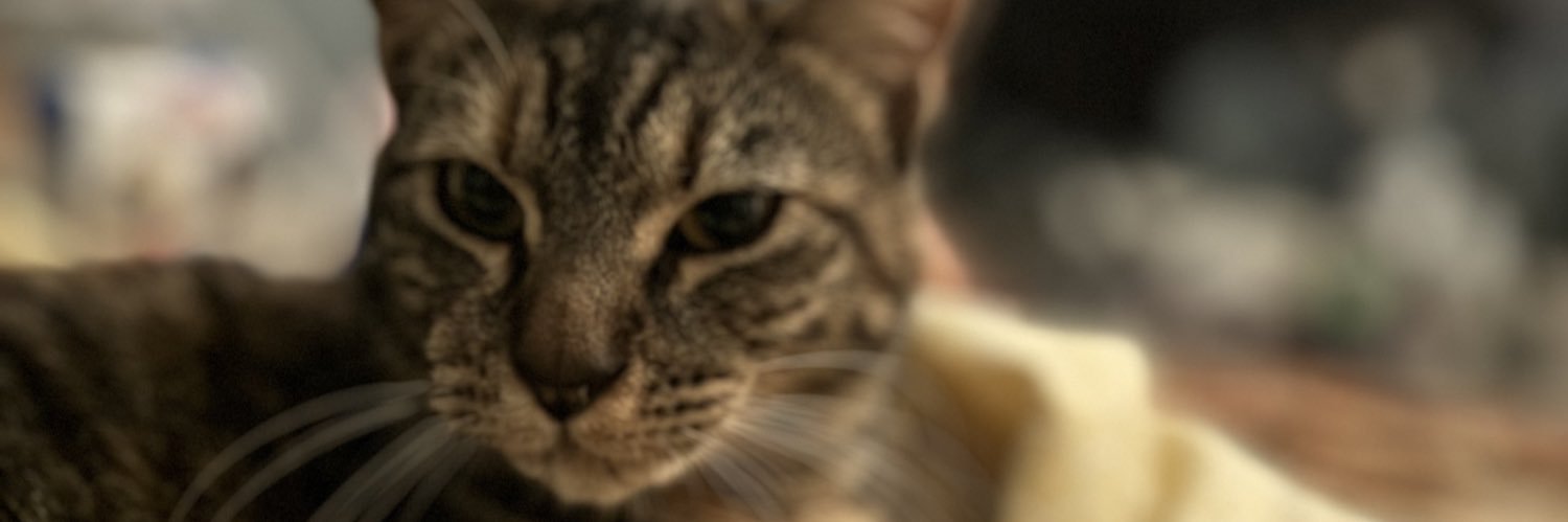 LOLLOLL12850483's profile banner image