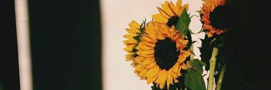 guyu_tuti's profile banner image