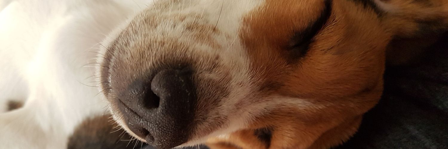 johannfjs's profile banner image