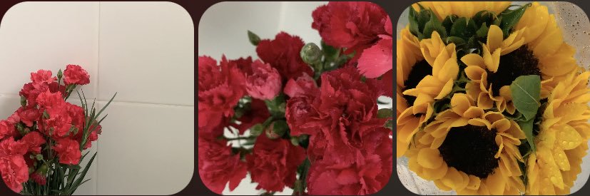 ᓚᘏᗢ banner