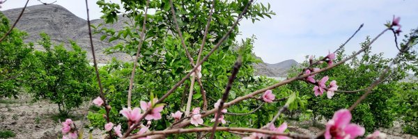 AfghanAnalyst2 Profile Banner