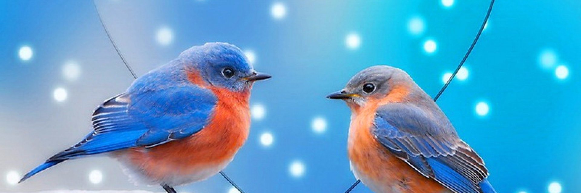 ginita2007's profile banner image
