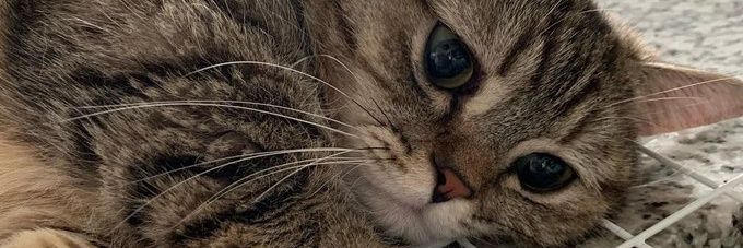 Sung Jin-Woo 🦁 banner