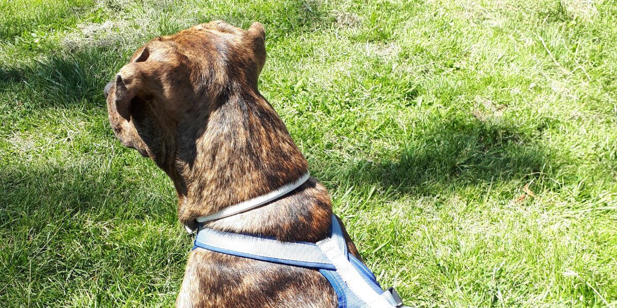 ICEMAN Republicà i Rourenc banner