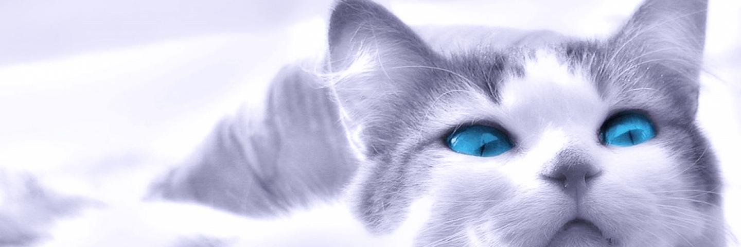 coffeecabbage's profile banner image
