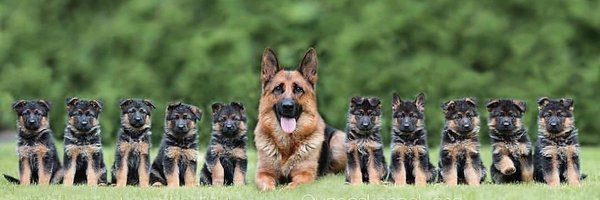 GsdLoverss Profile Banner