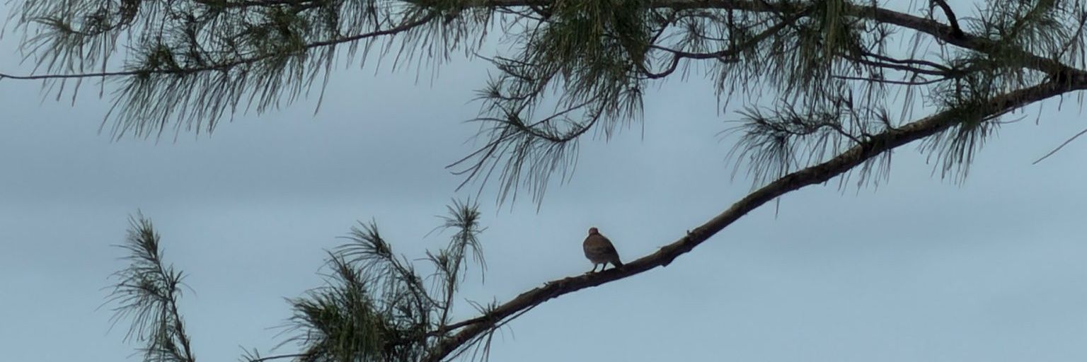 BLESS ✨️ MAN banner