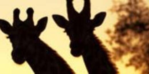 muchlisdanti's profile banner image