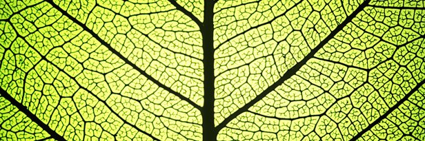 Dulout Stéphanie banner