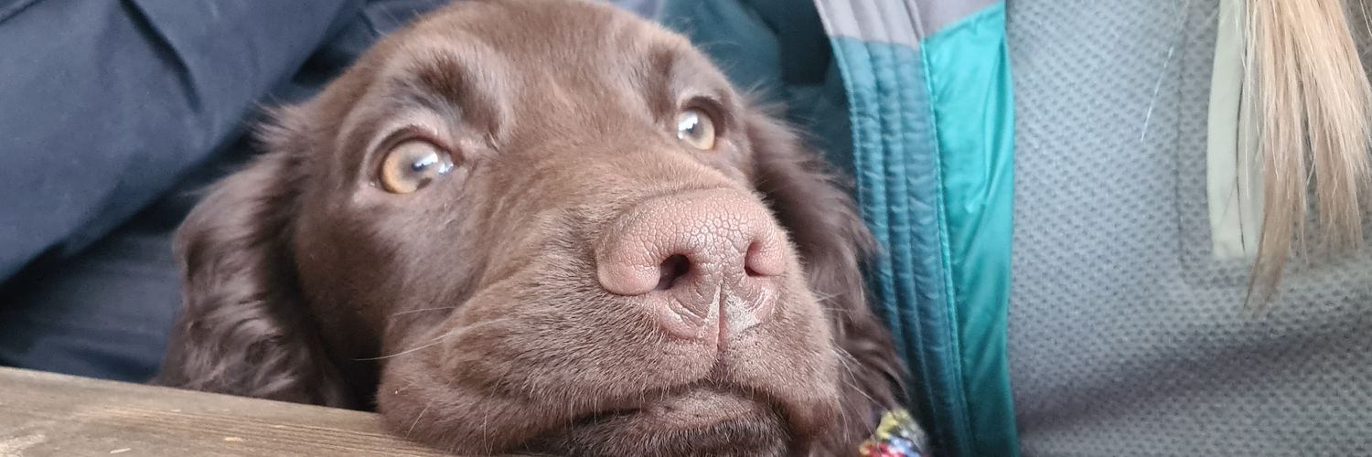 Miss K Forbes banner