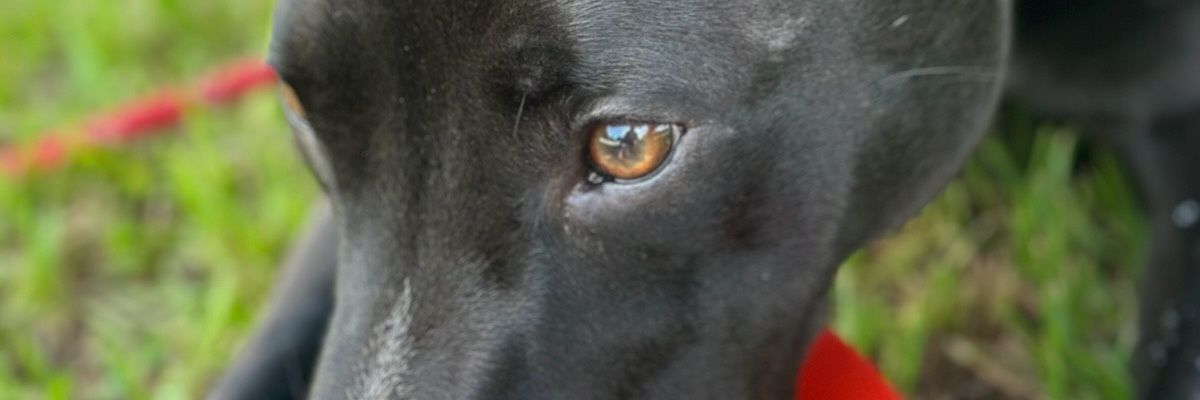 Adlercat's profile banner image