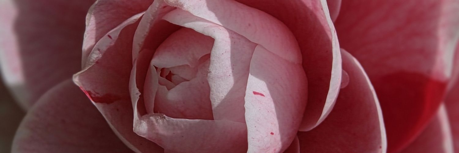 IndradeZeeuw's profile banner image