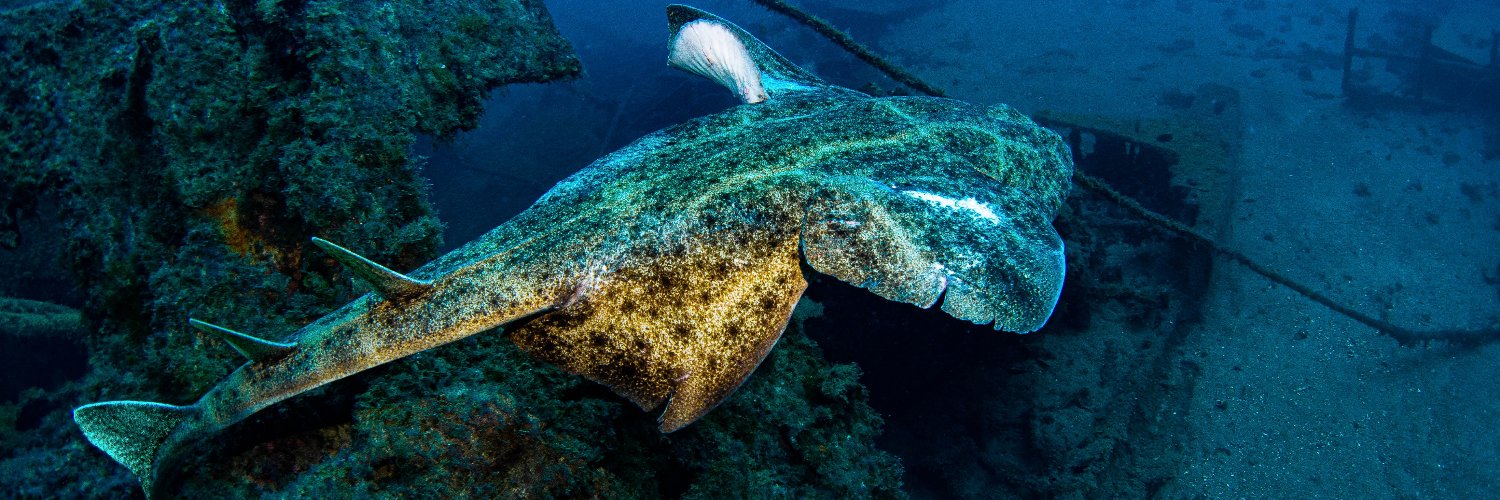 Andy The Northern Diver banner