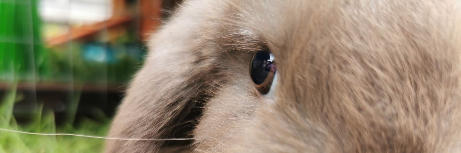 HopperTheHonestRabbit banner