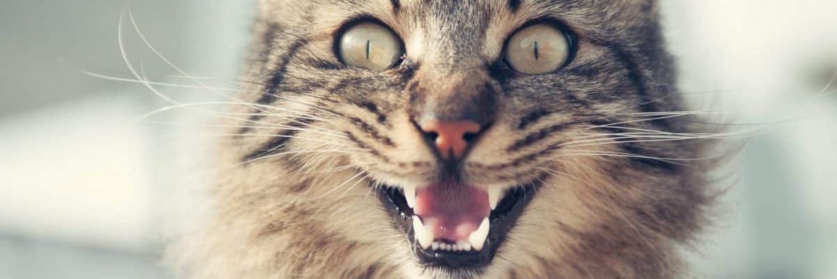 Satironicus's profile banner image