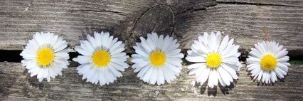 idkmesop's profile banner image