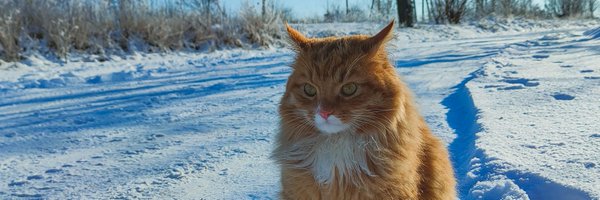 ne_urban_kit Profile Banner