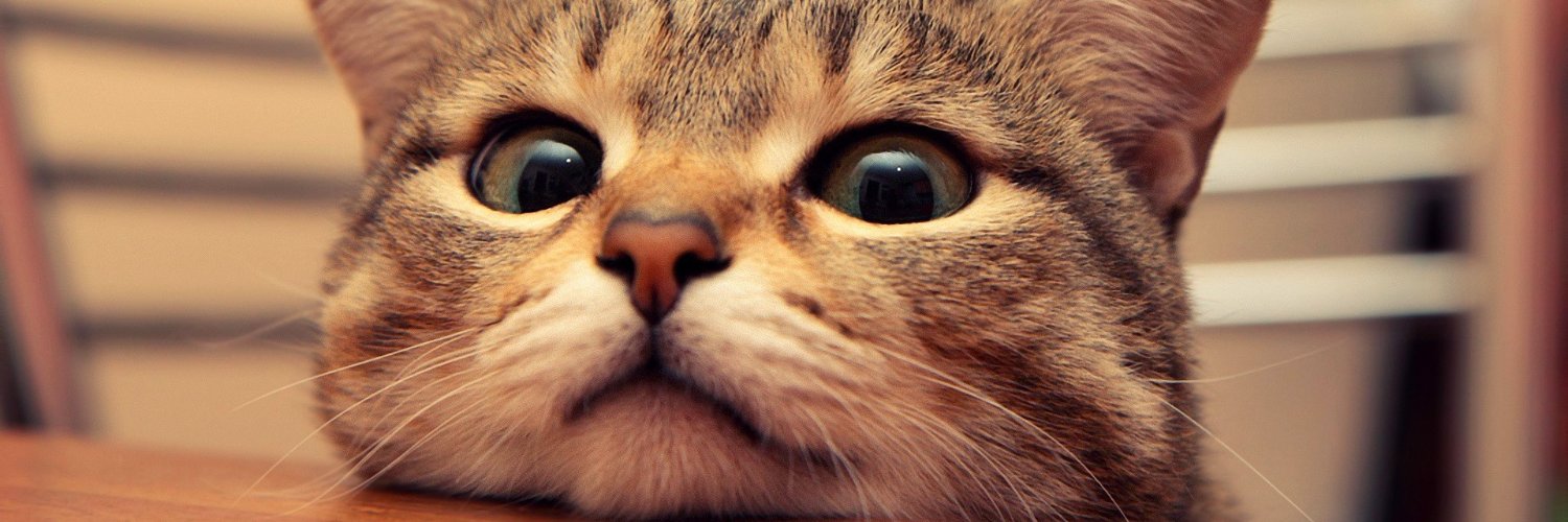 DoubleCat10's profile banner image