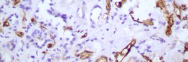 Nephro_Ivan Profile Banner