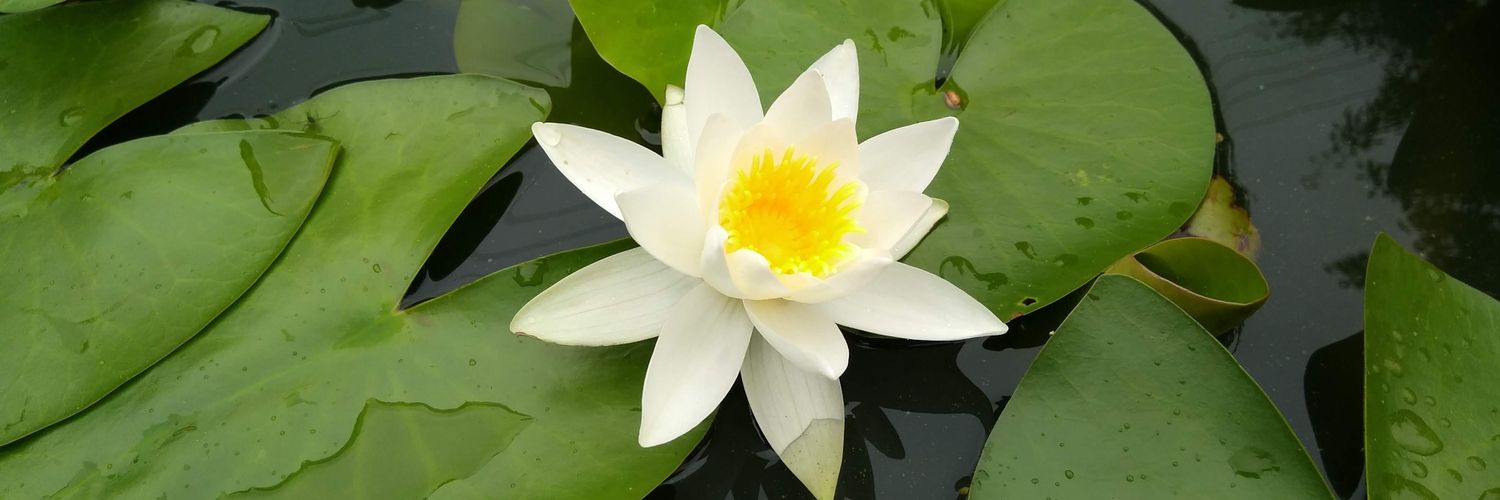BinbasSuzan's profile banner image