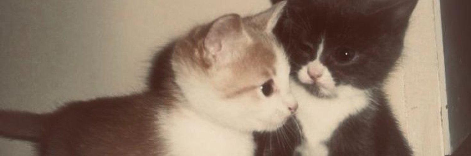 tzuyuluvvs's profile banner image