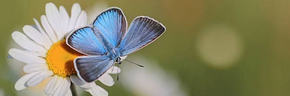 iris resiberlin banner