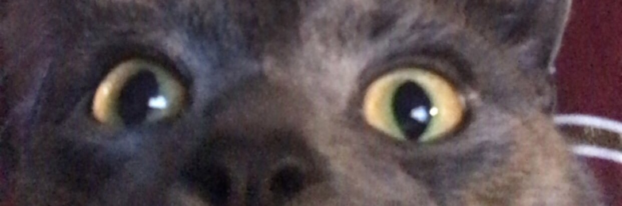 KermazonKerm's profile banner image