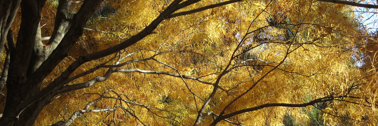 The Maple Society banner