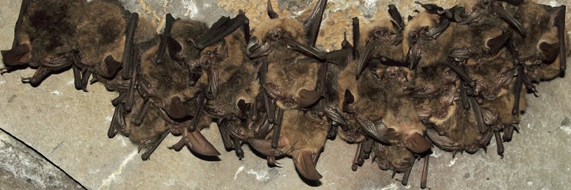 Global Union of Bat Diversity Networks (GBatNet) banner