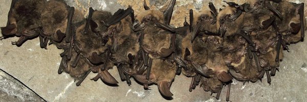 GlobalBatNet Profile Banner