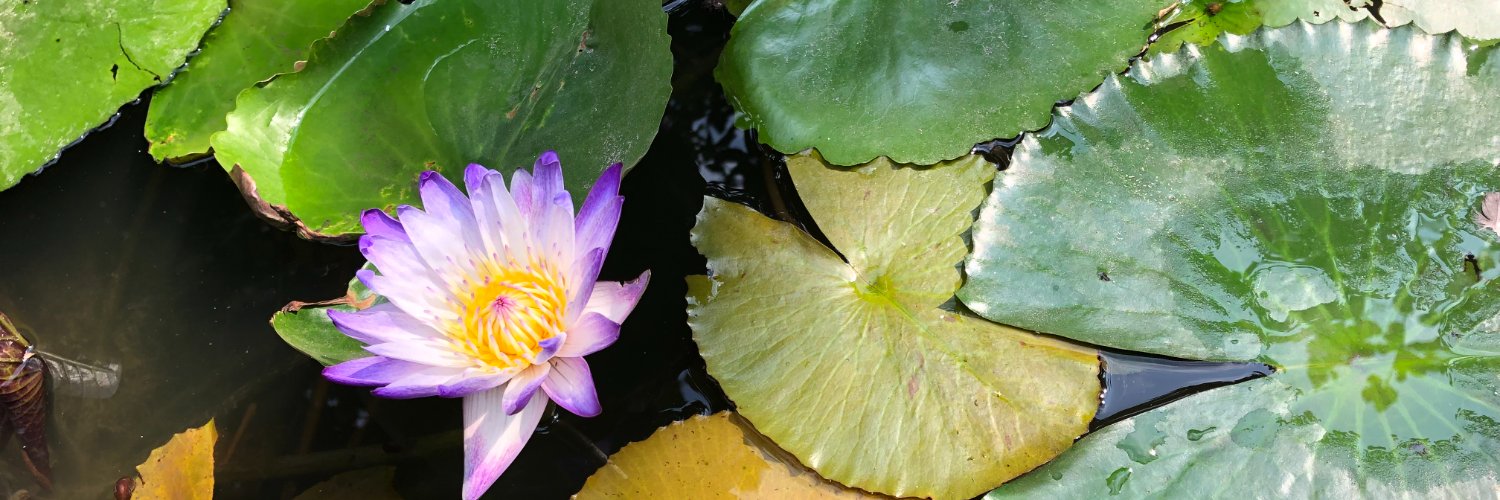 Mariana 🇦🇷🧡🇮🇱 banner