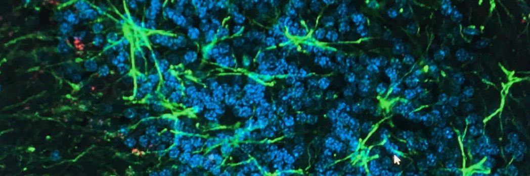 Daisy J. Cantu banner